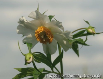 Paeonia emodii