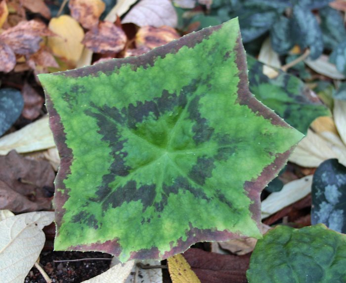 Podophyllum versipelle ssp. versipelle