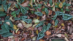 Cyclamen hederifolium