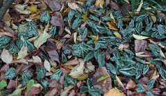 Cyclamen hederifolium