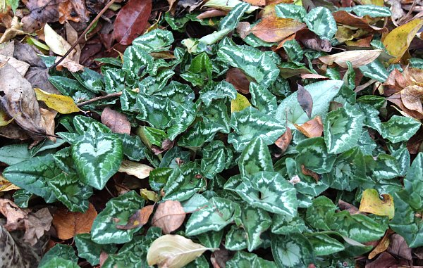 Cyclamen hederifolium
