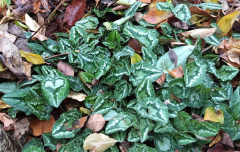 Cyclamen hederifolium