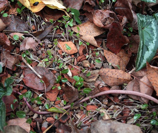 Cyclamen hederifolium -Sämlinge