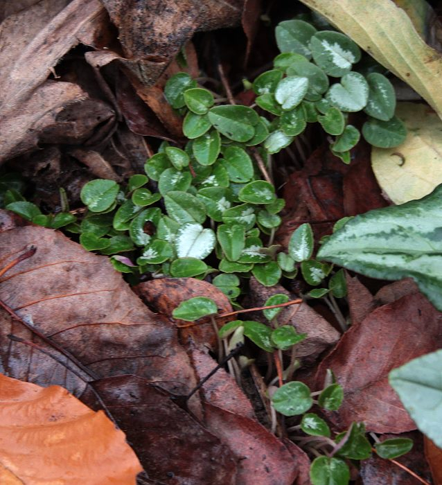 Cyclamen hederifolium -Sämlinge