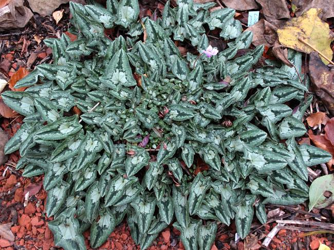 Cyclamen hederifolium