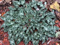 Cyclamen hederifolium