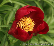 Paeonia x smouthii