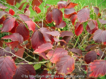 Hamamelis 'Diane' Okt. 2013