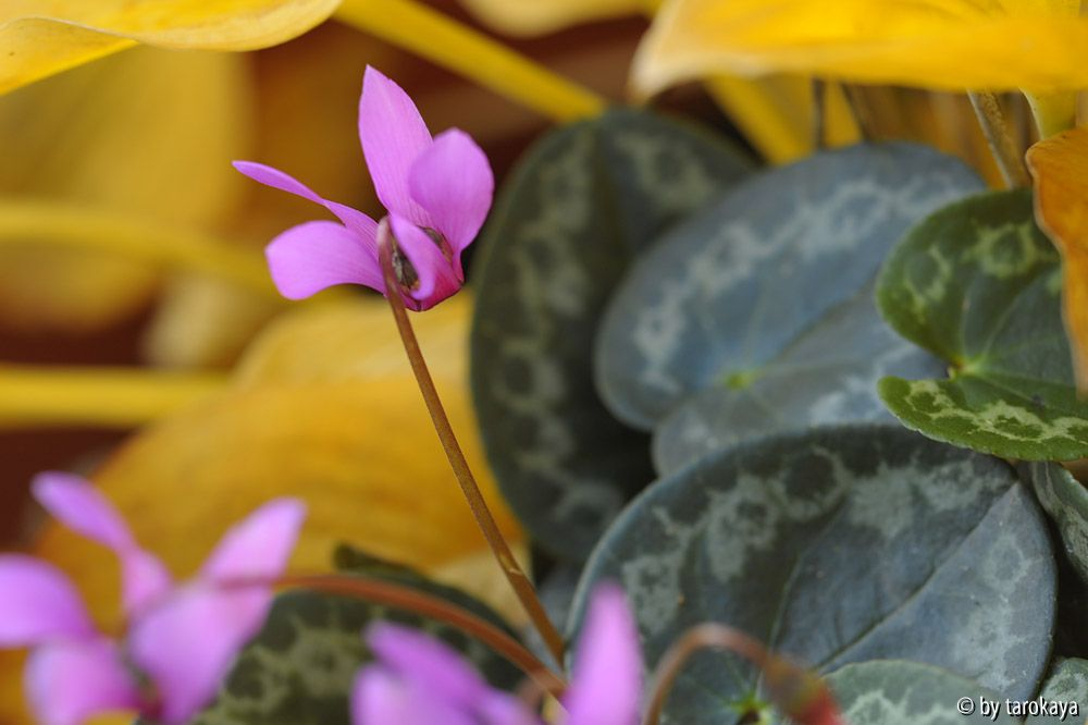 duftcyclamen blüte