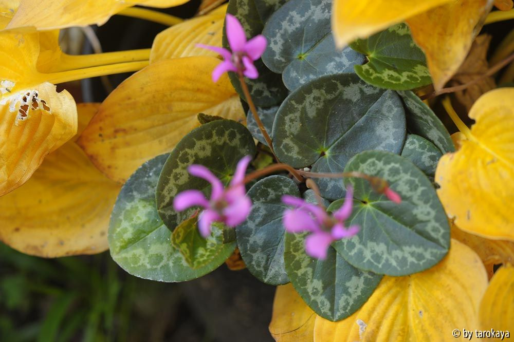 duftcyclamen blätter