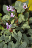 cyclamen silbrige blätter