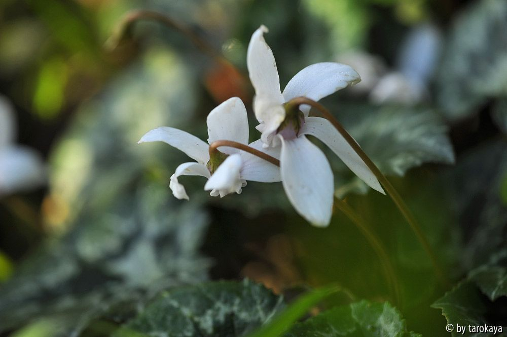 cyclamen hederifolium album2
