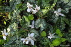 cyclamen hederifolium album