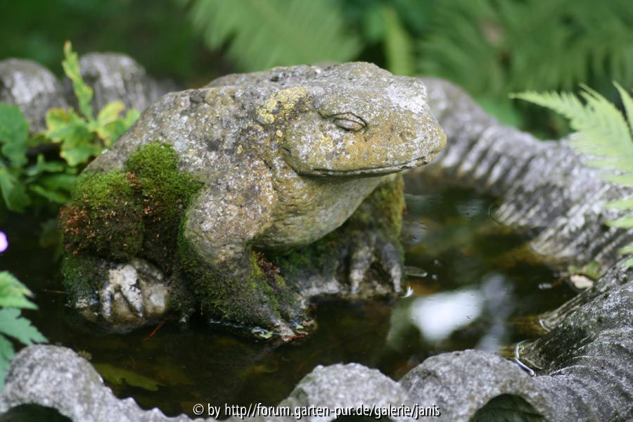 Frosch