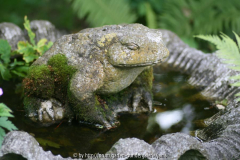 Frosch