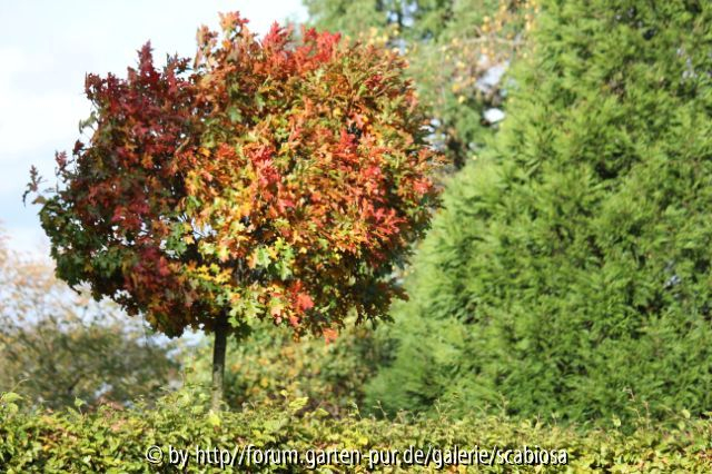 Quercus Rubra