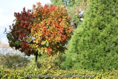 Quercus Rubra