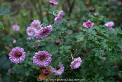 Chrysantheme hell-lila
