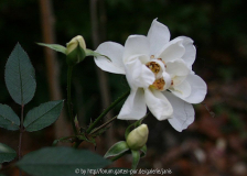 Kent (White Cover)