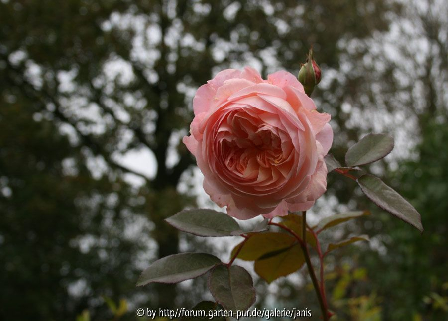 A Shropshire Lad