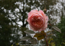A Shropshire Lad