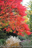 Herbstfärbung Okt. 2013