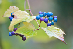 Ampelopsis brevipedunculata