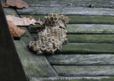 Bienenwabe?