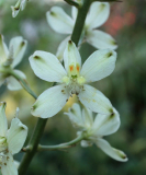 Delphinium semibarbatum
