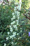 Delphinium semibarbatum