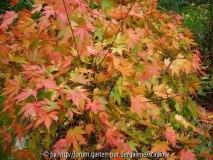 Acer palm. 'Orange Dream' Nov. 2013