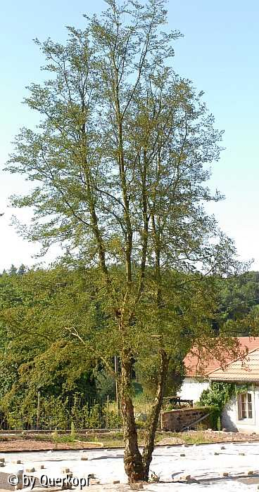 Nothofagus antarctica