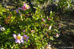 winters star nov13