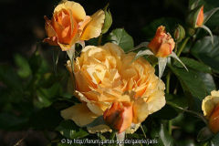 Amber Queen
