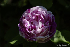 Honorine de Brabant