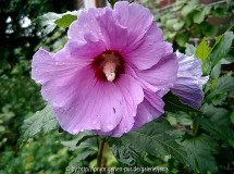 Hibiscus1