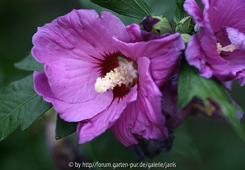 Hibiscus2
