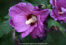 Hibiscus2