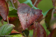 Herbst Viburnum bodnantense Dawn