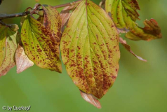 Herbst Cornus mas