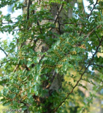 Nothofagus antarctica Blüte
