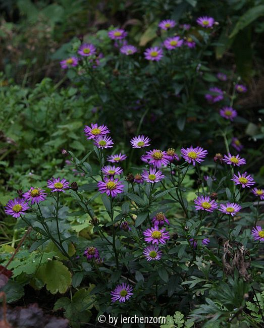 Aster ageratoides EZO MURASAKI