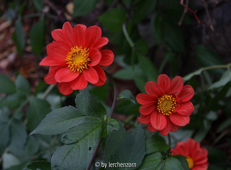 Dahlia Sämling
