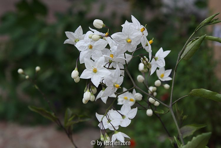 Solanum laxum (jasminoides)