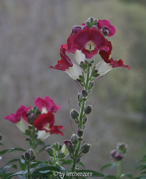 Antirrhinum majus
