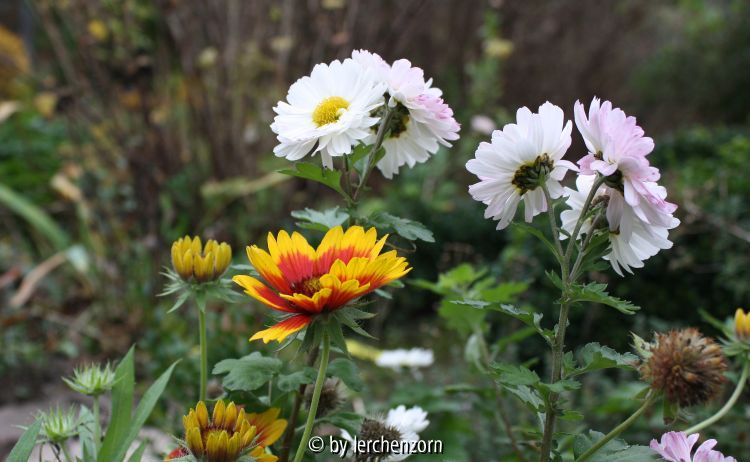 Dendranthema POESIE u. Gaillardia