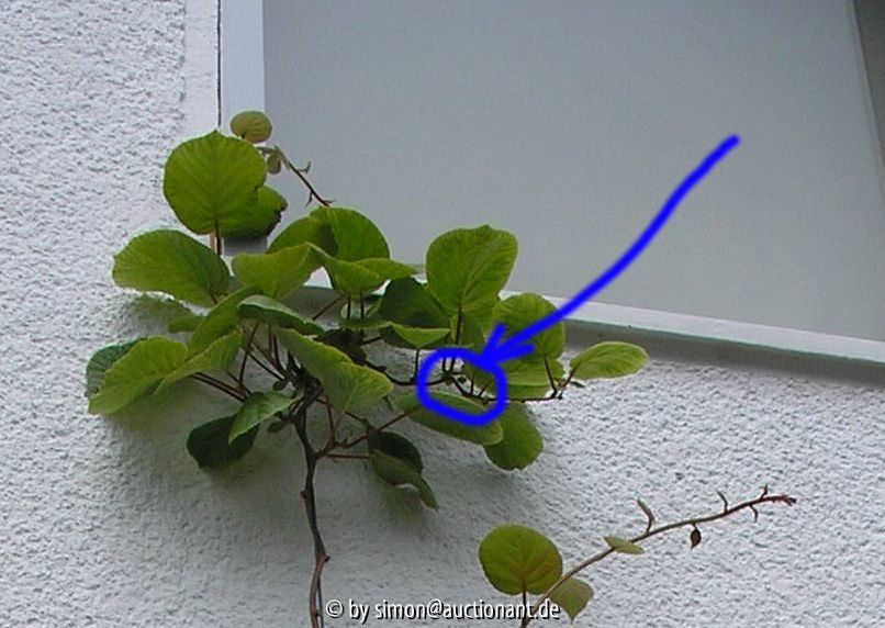 Kiwi detail