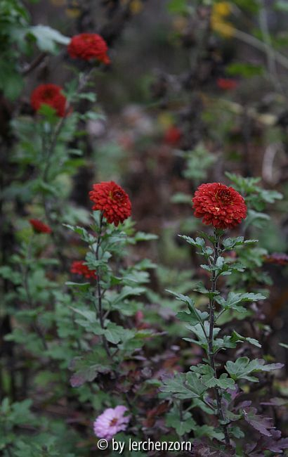 Dendranthema JULES LA GRAVEUR
