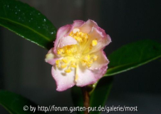 Caudata 1.jpg