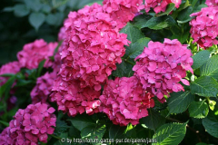Hydrangea1